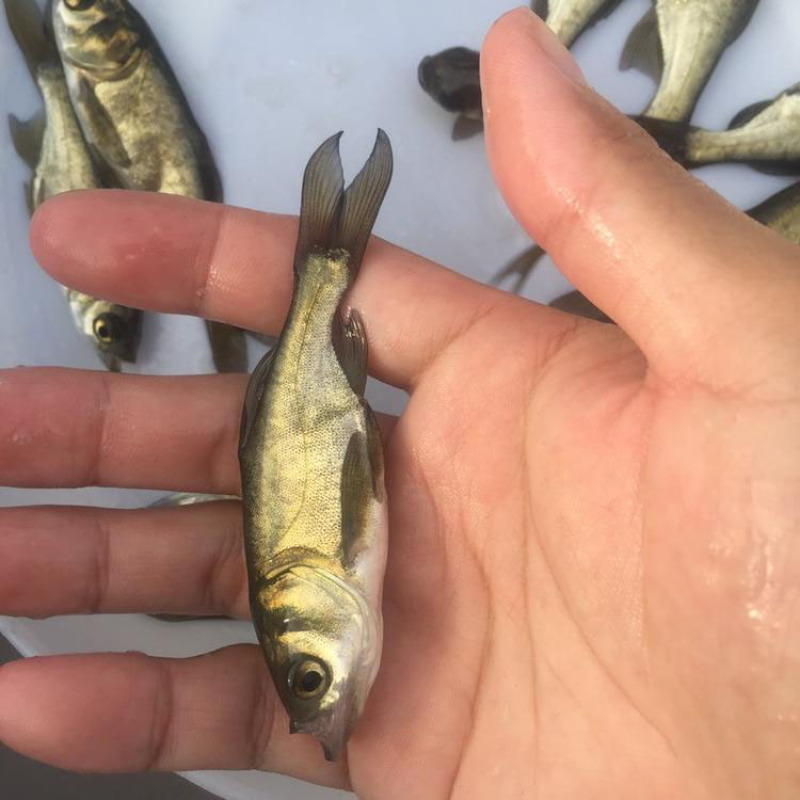 大头鱼鱼苗鳙鱼鱼苗淡水养殖鱼苗