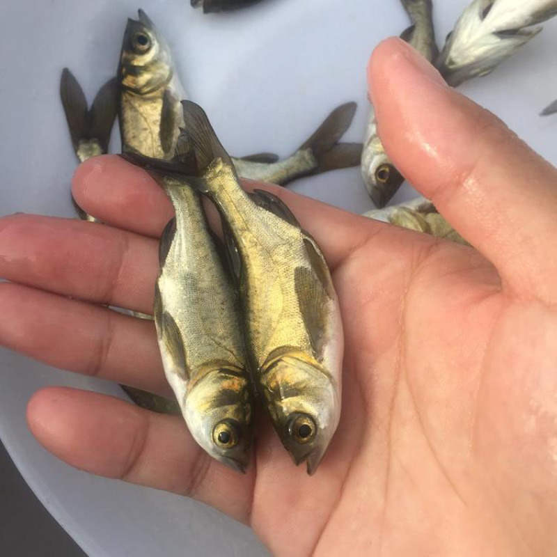 大头鱼鱼苗鳙鱼鱼苗淡水养殖鱼苗