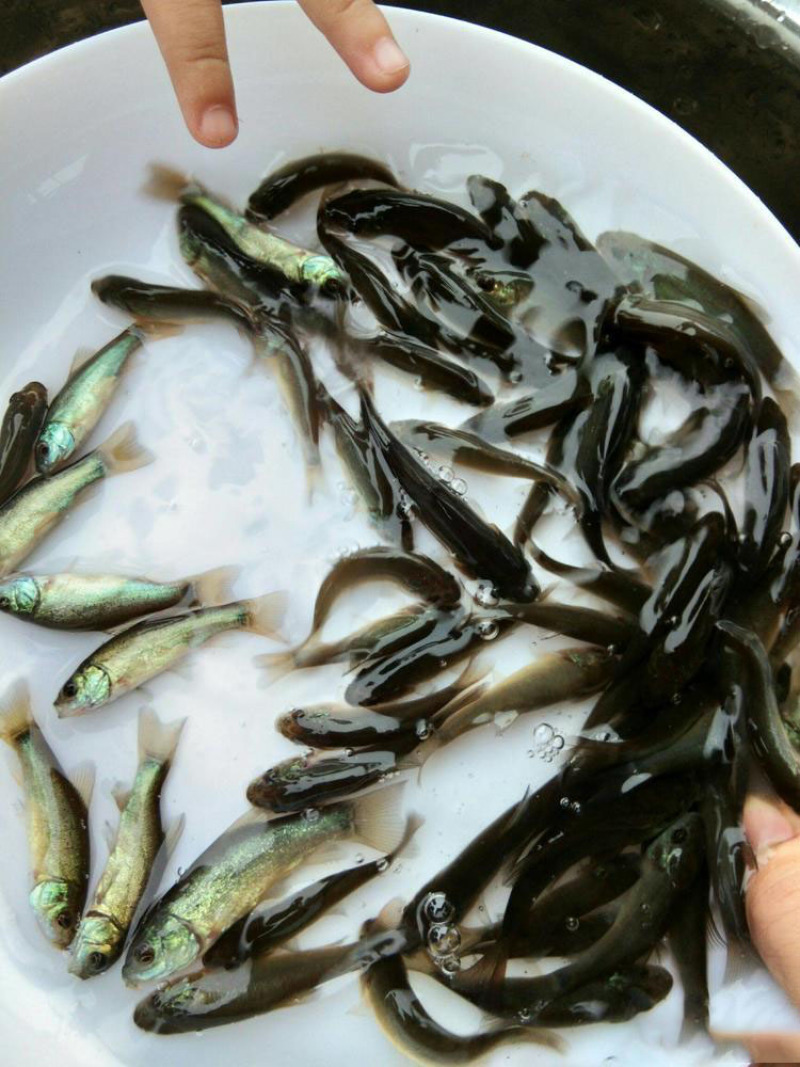 丁贵鱼鱼苗鱼苗批发苗场提供包技术价格优惠