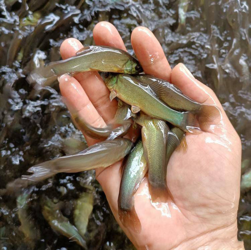 丁贵鱼鱼苗鱼苗批发苗场提供包技术价格优惠
