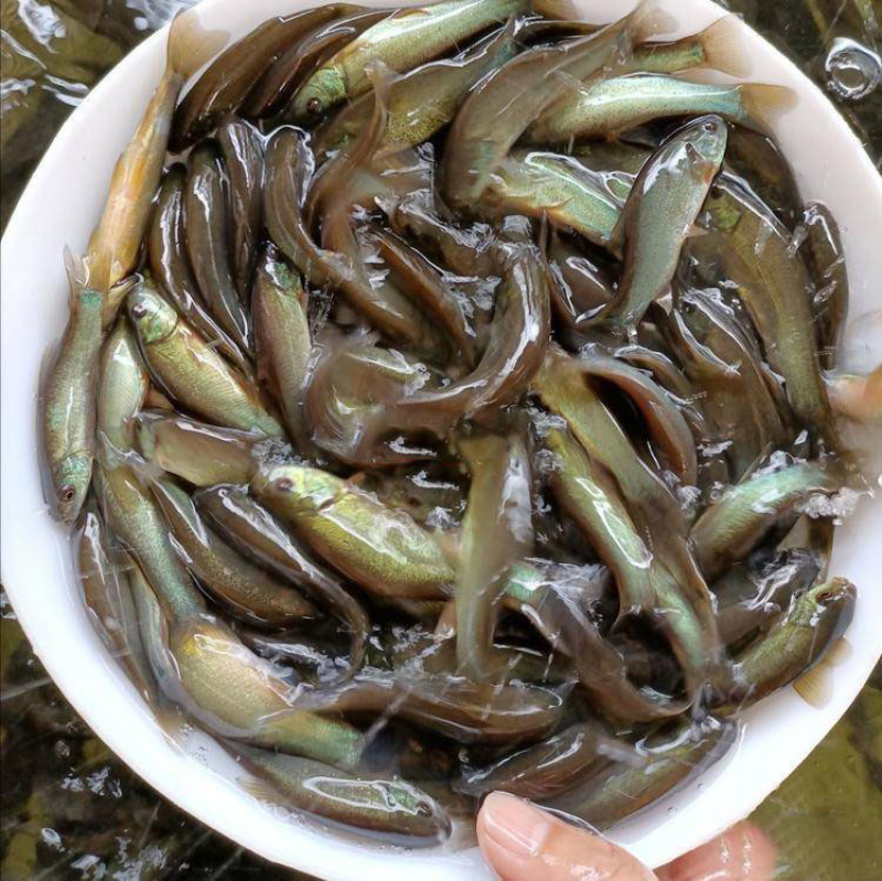 丁贵鱼鱼苗鱼苗批发苗场提供包技术价格优惠