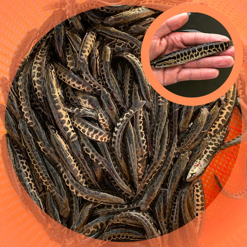 黑鱼鱼苗乌鱼苗优质淡水养殖鱼苗大量现货