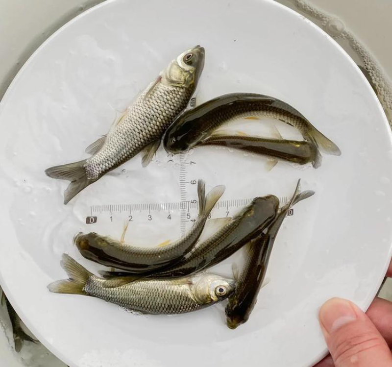 草鱼鱼苗鲩鱼