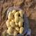 山东v7土豆，荷兰十五，滕州大量供应，需要联系