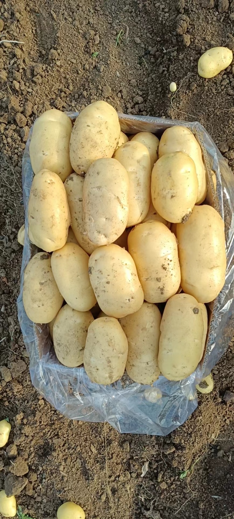 黄皮黄心大土豆，品种齐全大量供应，对接超市批发市场