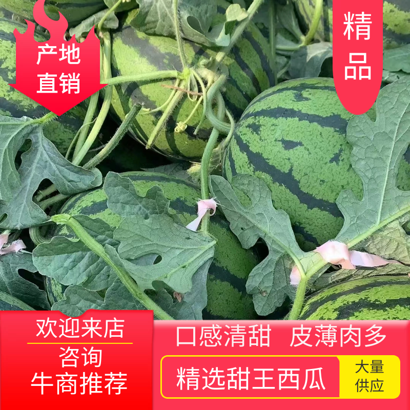 山东省聊城市东昌府区万亩西瓜大量上市中