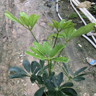 出售鸭脚木大袋，工程苗，基地直销。