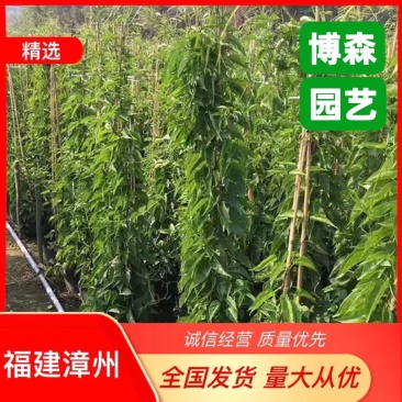 炮仗花盆苗批发价格绿化炮仗花盆栽鞭炮花盆景花卉