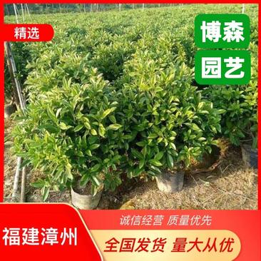 造型非洲茉莉球容器苗绿化非洲茉莉球大袋苗批发