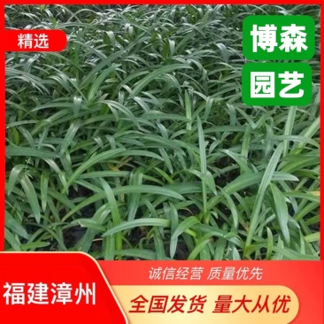蜘蛛兰小苗批发蜘蛛兰容器苗水鬼蕉绿化工程苗