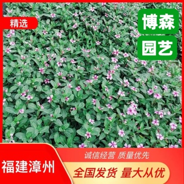 长春花容器苗批发福建基地直发长春花袋报价