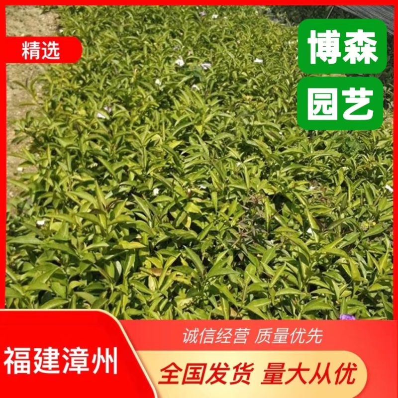 双色茉莉小苗鸳鸯茉莉袋苗双色茉莉花工程苗批发