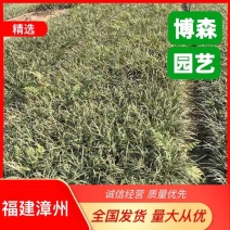 金边麦冬小苗金边麦冬草袋苗绿化麦冬地被苗批发