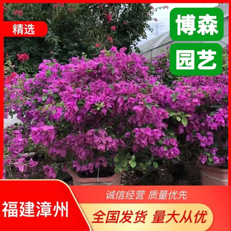 红花三角梅盆栽批发中国红三角梅盆景四季红花卉价格