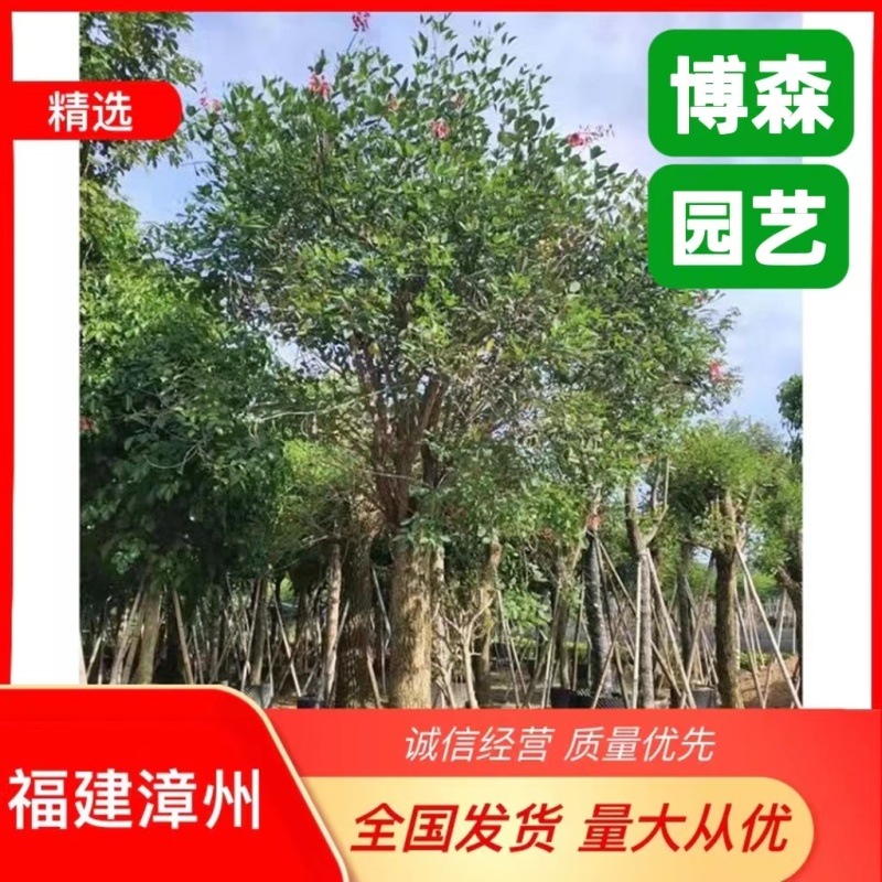 鸡冠刺桐假植苗高杆鸡冠刺桐移栽苗绿化风景树