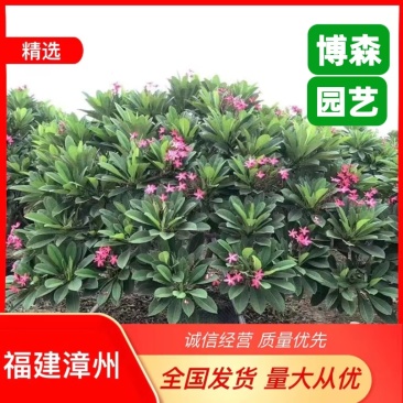 全冠红花鸡蛋花假植苗粉花鸡蛋花移栽苗多种规格齐全
