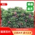 全冠红花鸡蛋花假植苗粉花鸡蛋花移栽苗多种规格齐全