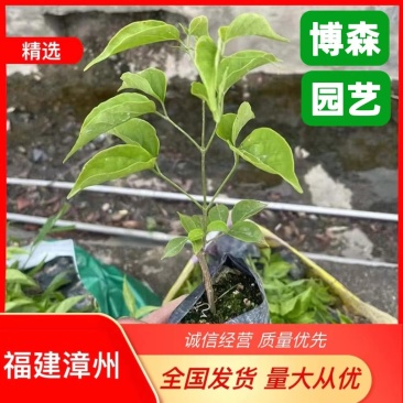 绿化炮仗花小苗批发鞭炮花容器苗炮仗花小袋苗