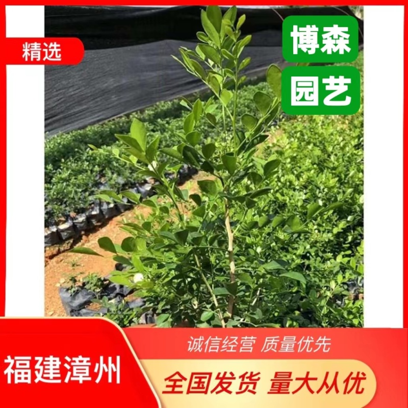 九里香杯苗绿化七里香地被苗四季常青开花芬香