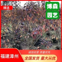 红叶乌桕容器苗紫锦木大袋苗红叶乌桕树灌木苗批发