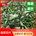 紫花芦莉草袋苗紫花翠芦莉绿化苗粉花翠芦莉地被苗工程苗