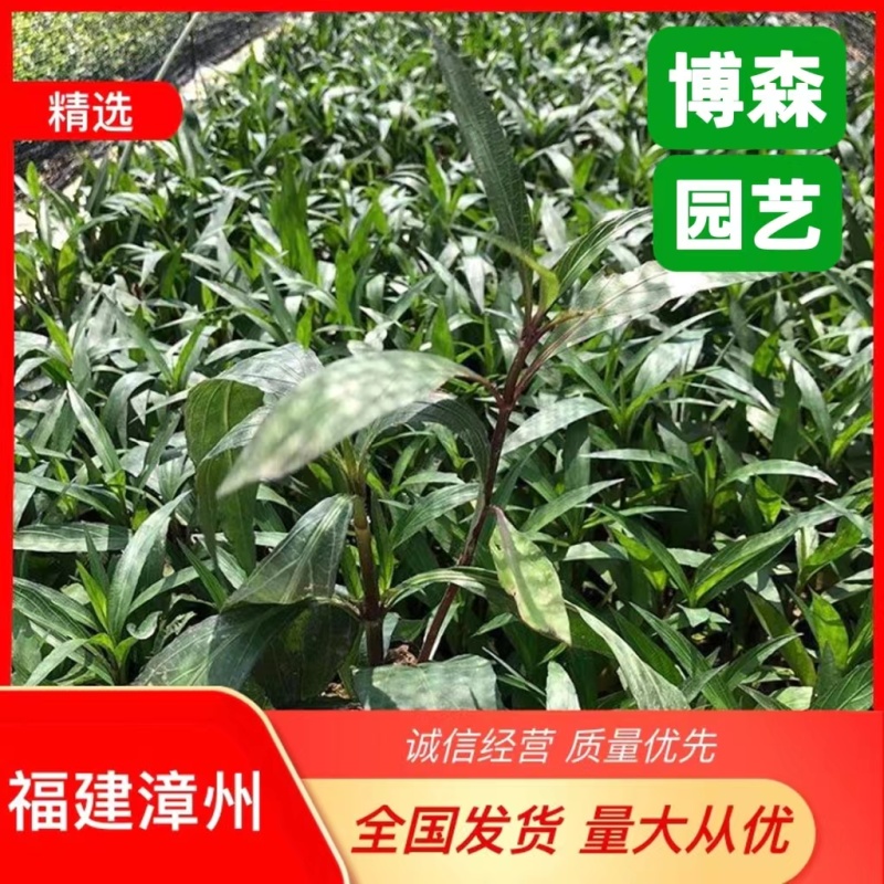 紫花芦莉草袋苗紫花翠芦莉绿化苗粉花翠芦莉地被苗工程苗