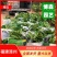 金心也门铁大袋苗青叶也门铁盆景四季常青室内绿植盆栽