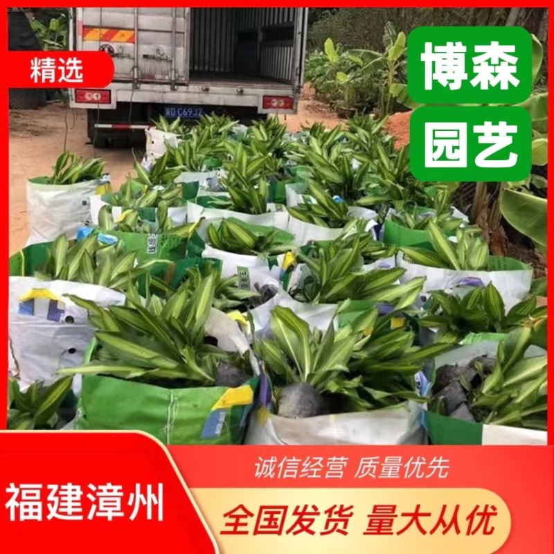 金心也门铁大袋苗青叶也门铁盆景四季常青室内绿植盆栽