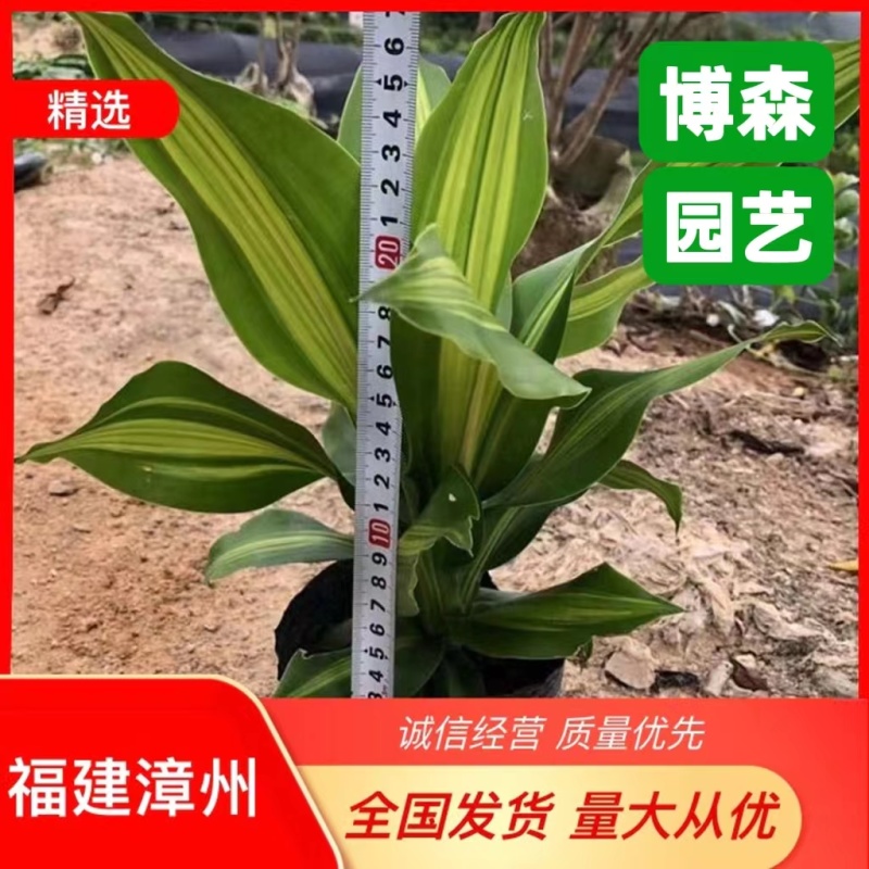 金心也门铁大杯苗青叶也门铁小苗室内客厅阳台绿植花卉
