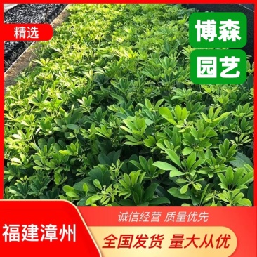 青叶鹅掌柴苗批发基地青叶鸭脚木小苗杯苗质优价廉