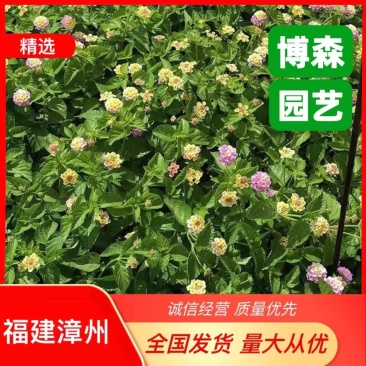 绿化五色梅小苗马缨丹地被苗马樱丹袋苗漳州种植基地