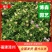 绿化五色梅小苗马缨丹地被苗马樱丹袋苗漳州种植基地
