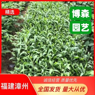 卷荚相思树杯苗大叶相思工程苗台湾相思小苗报价