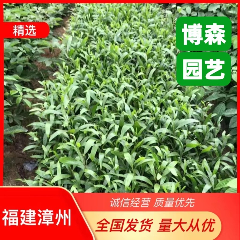 台湾相思树杯苗马占相思树小苗大叶相思绿化苗