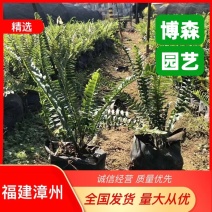 排骨草小苗批发蜈蚣草袋苗绿化肾蕨地被苗大杯苗