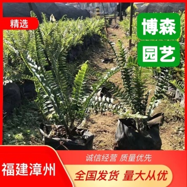 排骨草小苗批发蜈蚣草袋苗绿化肾蕨地被苗大杯苗
