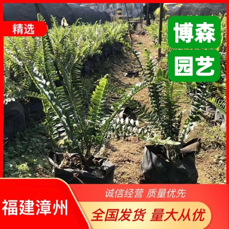 排骨草小苗批发蜈蚣草袋苗绿化肾蕨地被苗大杯苗