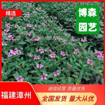 长春花地被苗观花植物长春花容器苗小苗大量供应
