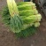 红帽蒜苔新鲜上市批发全国货源充足货品质量好价格便宜