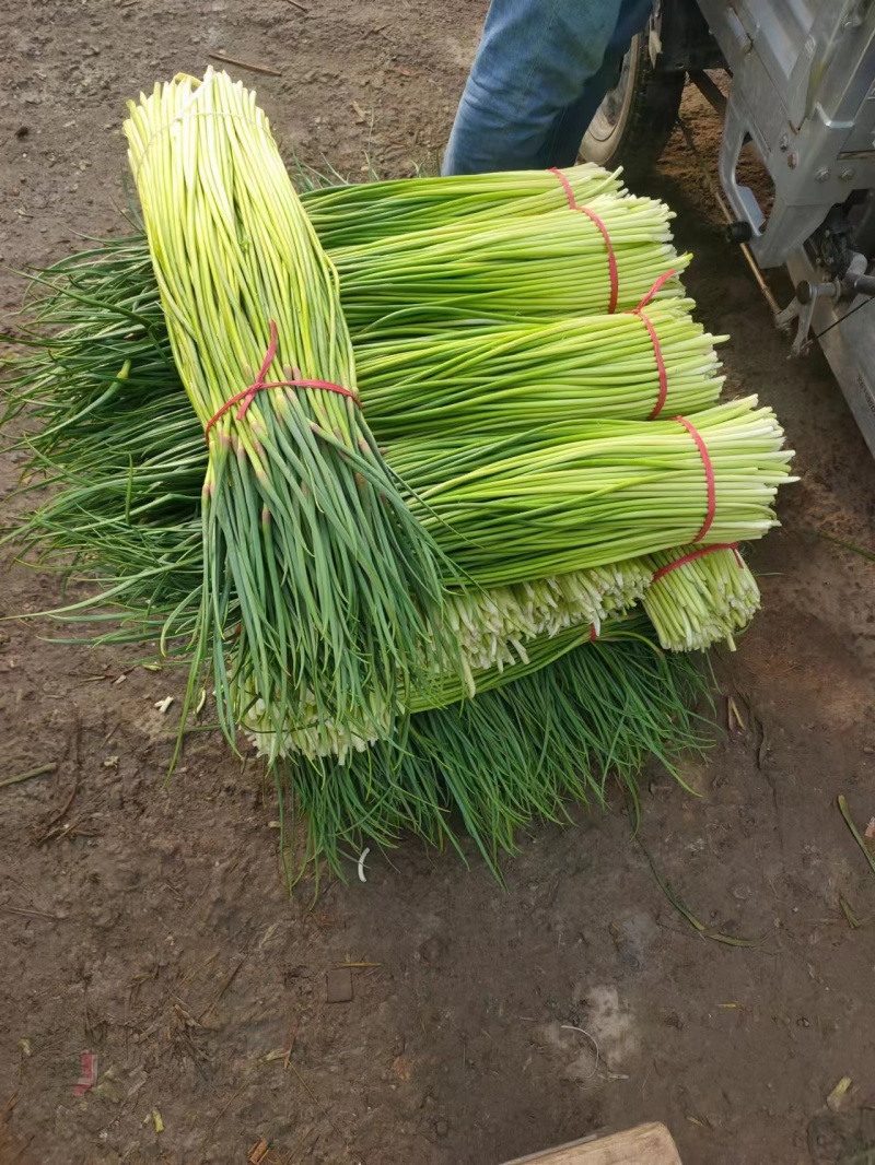 红帽蒜苔新鲜上市批发全国货源充足货品质量好价格便宜