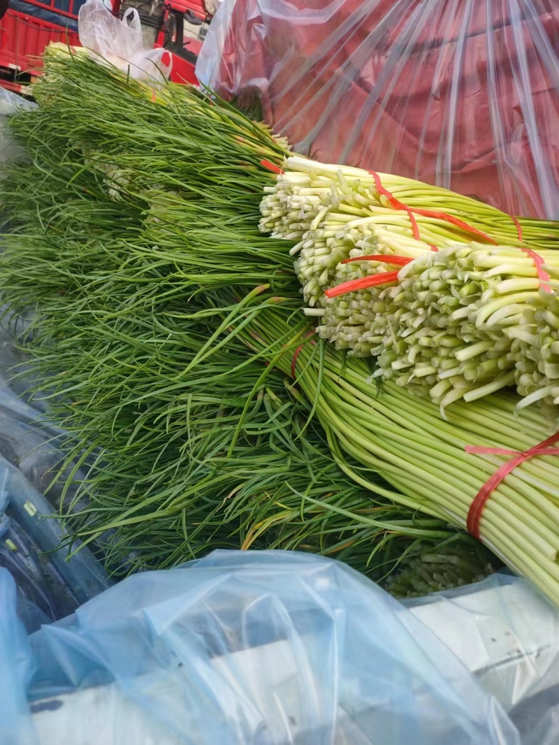 红帽蒜苔新鲜上市批发全国货源充足货品质量好价格便宜
