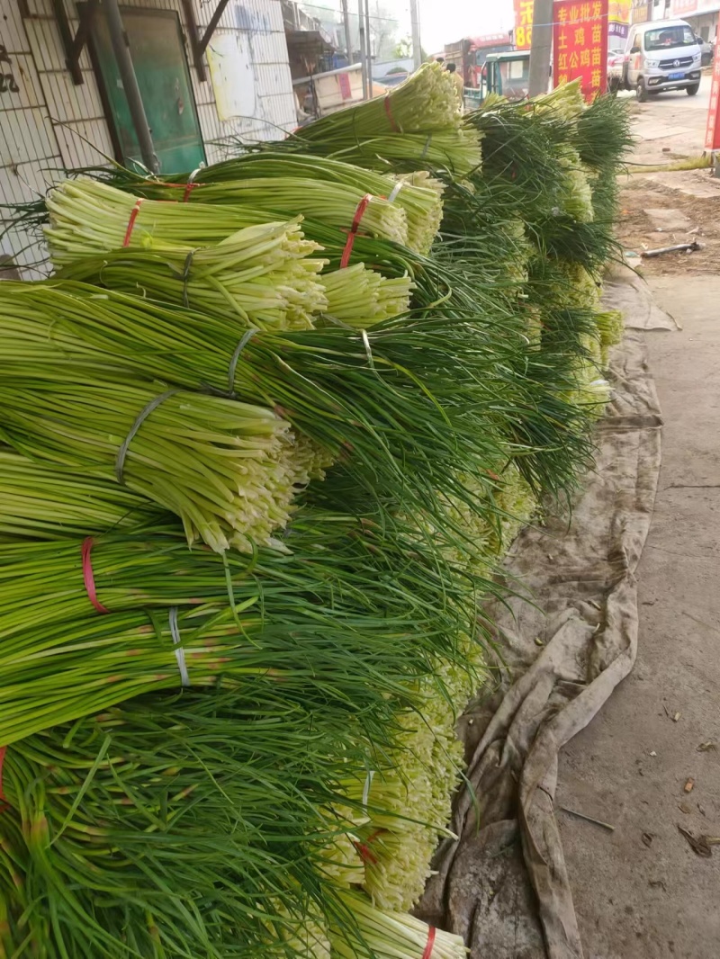 红帽蒜苔新鲜上市批发全国货源充足货品质量好价格便宜