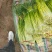 红帽蒜苔新鲜上市批发全国货源充足货品质量好价格便宜