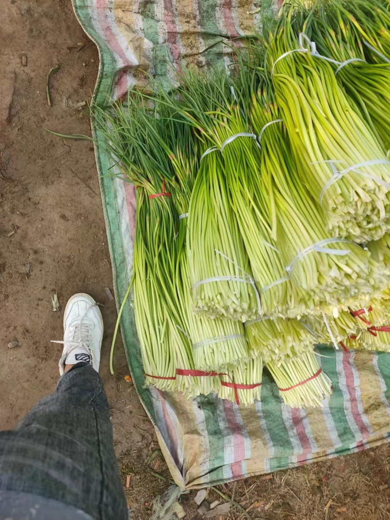 红帽蒜苔新鲜上市批发全国货源充足货品质量好价格便宜