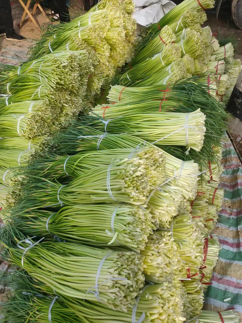 红帽蒜苔新鲜上市批发全国货源充足货品质量好价格便宜