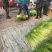 红帽蒜苔新鲜上市批发全国货源充足货品质量好价格便宜