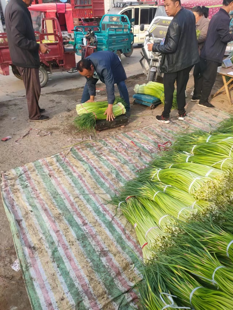 红帽蒜苔新鲜上市批发全国货源充足货品质量好价格便宜