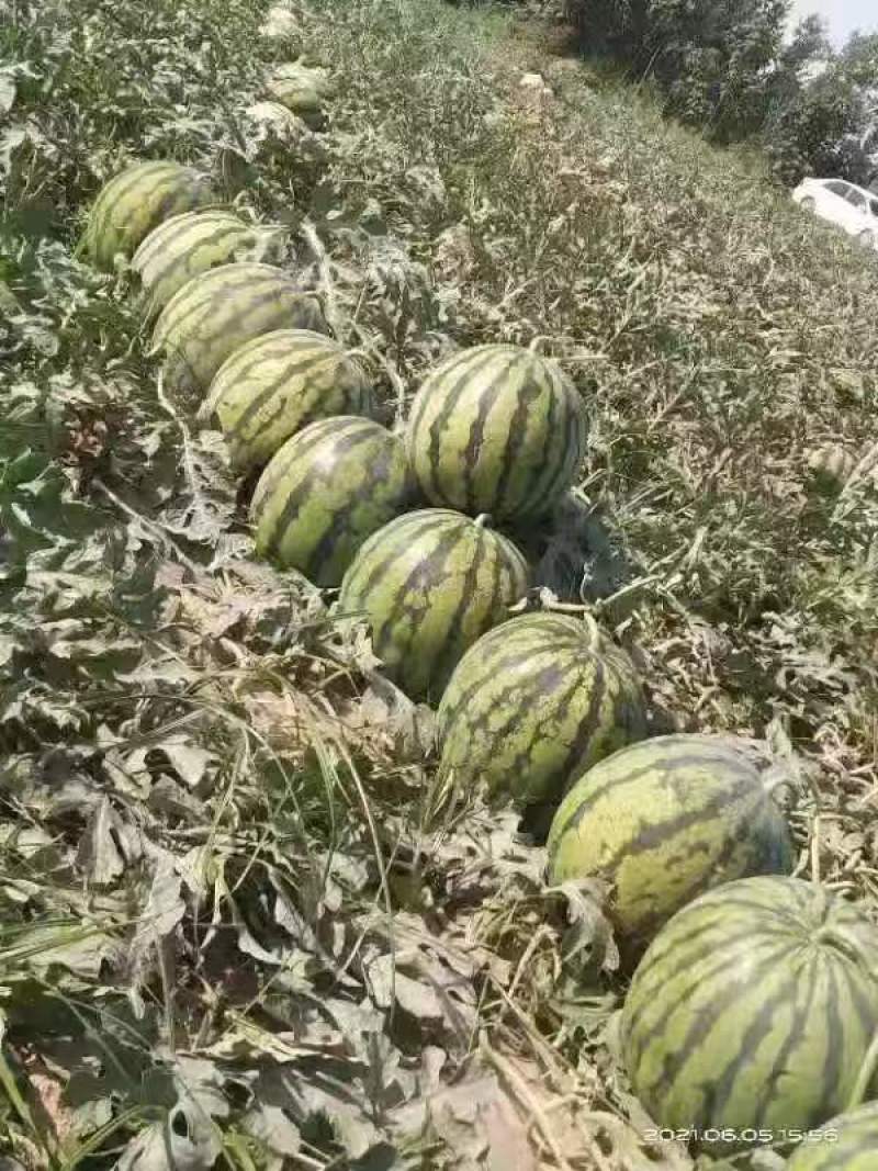 甜王西瓜体型好看单瓜10-16斤头茬9成熟口感好耐