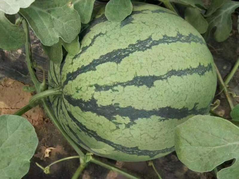 8424西瓜单瓜8-10斤头茬瓜口感脆甜体型好价格实惠
