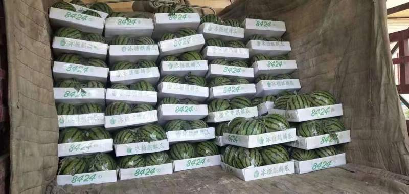 8424西瓜单瓜8-10斤头茬瓜口感脆甜体型好价格实惠